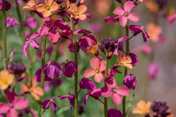 Chilopsis Linearis Flower Seeds Heirloom, Non-GMO, High Germination - Heirloom Non GMO High Germination Organic Garden S