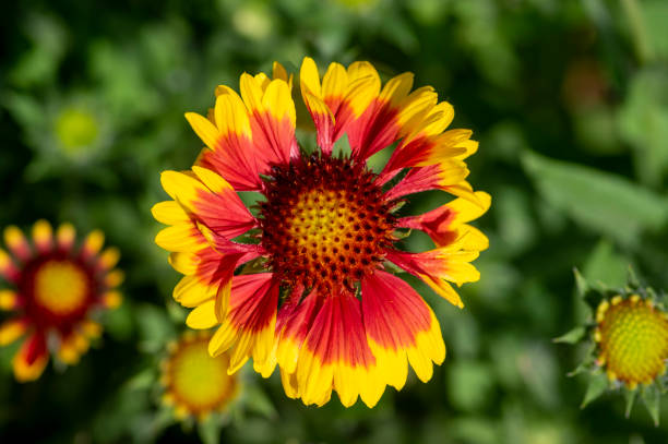 Aristata Grandiflora Mixed Flower Seeds - Heirloom Non GMO Premium Garden Seeds for Planting
