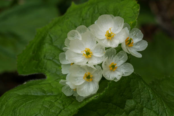 Diphylleia Flower Seeds