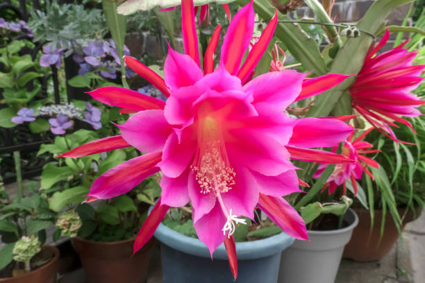 Pink Epiphyllum Flower Seeds