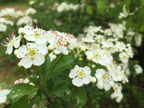 White Hawthorn Flower Seeds