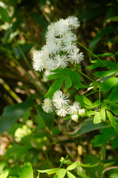 Aquifolium Flower Seeds