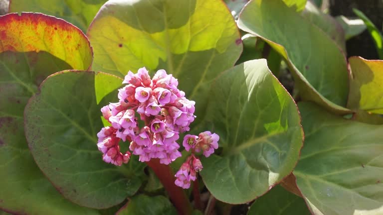 Pink Bergenia Flower Seeds for Planting - Heirloom Non GMO High Germination Garden Seeds for Planting