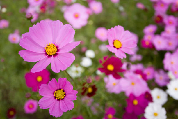Pink Cosmos Flower Seeds – - Heirloom Non GMO Premium Garden Seeds for Planting, High Germination Outdoor Plants