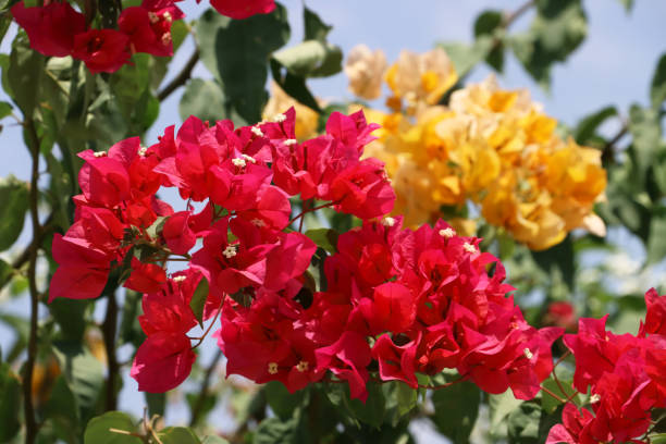 Red Climbing Bougainvillea Flower Seeds
