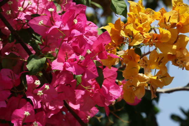 Pink Yellow Bougainvillea Flower Seeds - Heirloom Non-GMO High Germination Flower Seeds for Planting