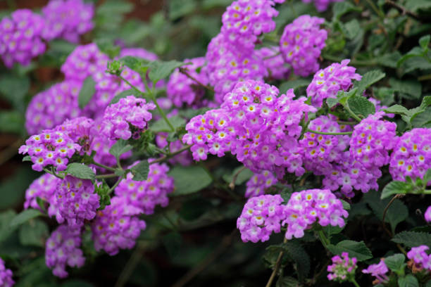 Purple Lantana Flower Seeds - Heirloom, Non GMO, High Germination, Organic Garden Seeds