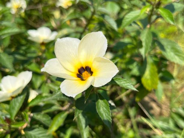 Baptista Flower Seeds
