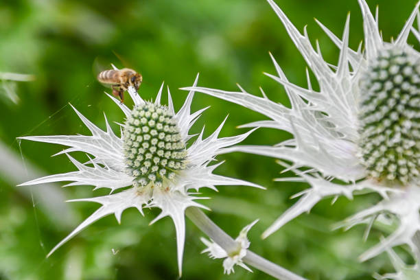 White Eryngium Flower Seeds - Heirloom Non GMO High Germination Flower Seeds for Home Garden Planting