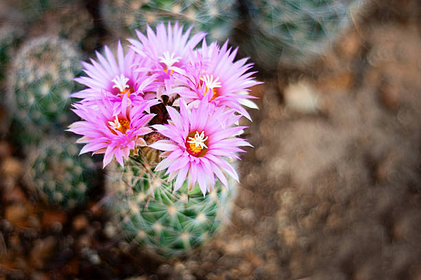 Pink Cactus Flower Seeds