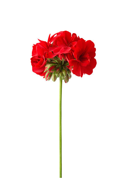 Red Geranium Flower Seeds – Exotic Flowering Plants for Vibrant Garden Beauty, Heirloom, Non-GMO, High Germination