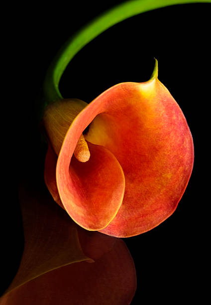 Orange Calla Lilly Flower Seeds