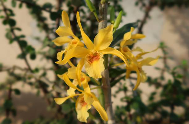 Yellow Monkey Face Orchid Plant Seeds for Planting Heirloom Non-GMO High Germination Organic Garden Seeds