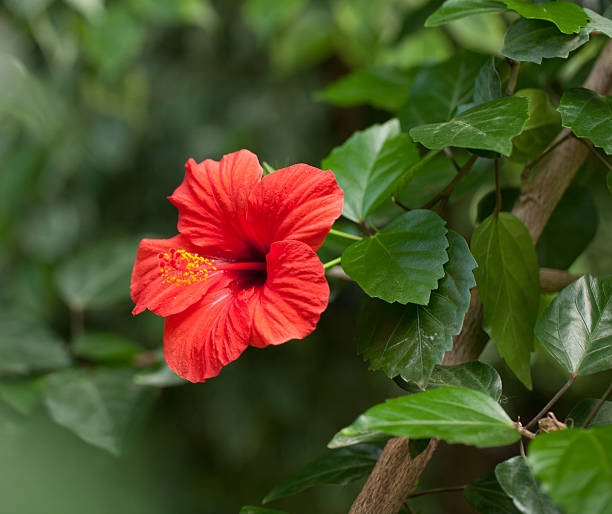 Red Hibiscus Flower Seeds
