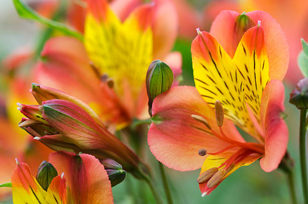 Orange Alstroemeria Flower Seeds – Heirloom, Non-GMO, Premium Seeds for Colorful Landscapes