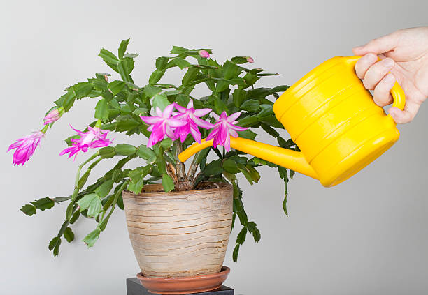 Schlumbergera Flower Seeds - Heirloom Non GMO High Germination Flower Seeds for Home Garden Planting