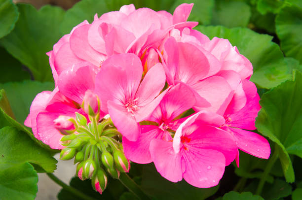 Pink Geranium Flower Seeds – Exotic Flowering Plants for Vibrant Garden Beauty
