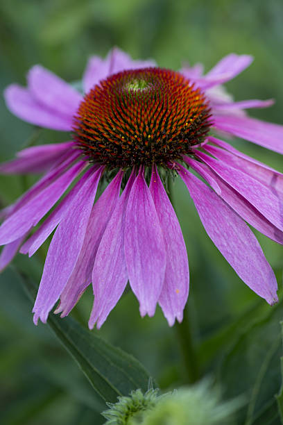 Purple Echinacea Coneflower Seeds