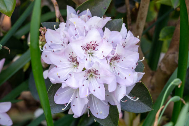 Azalea Flower Seeds
