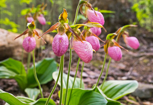 Cypripedium acaule Orchid Flower Seeds - Heirloom Non GMO High Germination Premium Garden Seeds for Planting