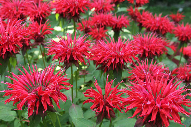 Monarda fistulosa Flower Seeds - Heirloom Non GMO High Germination Seeds