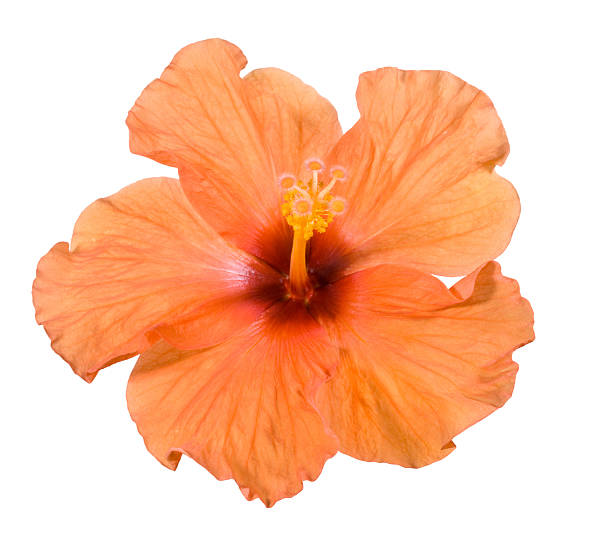 Orange Hibiscus Flower Seeds – Exotic Flowering Plants for Colorful Backyard Beauty