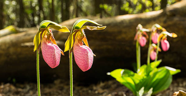 Cypripedium acaule Orchid Flower Seeds - Heirloom Non GMO High Germination Premium Garden Seeds for Planting