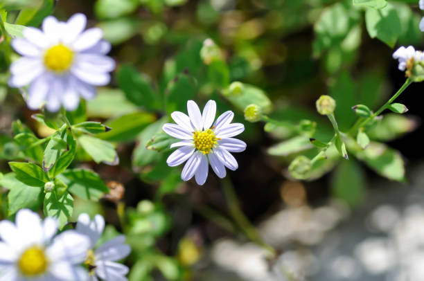 White Brachyscome Iberidifolia Flower Seeds
