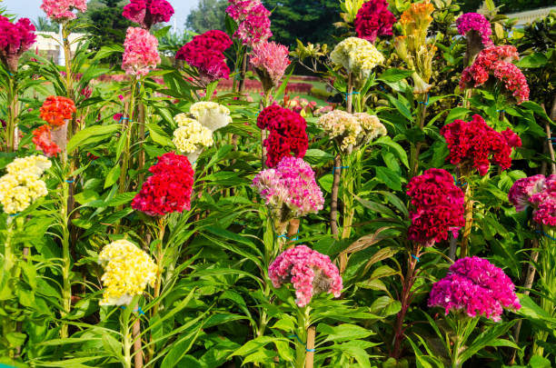 Mixed Cockcomb Flower Seeds – Rare Blooming Plants for Balcony & Outdoor Gardens