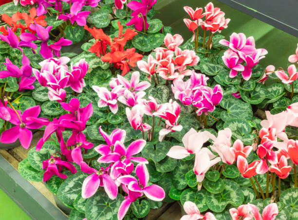 Mixed Cyclamen Flower – Heirloom, Non GMO for Colorful Gardens Seeds - Heirloom Non GMO High Germination Organic Flowe