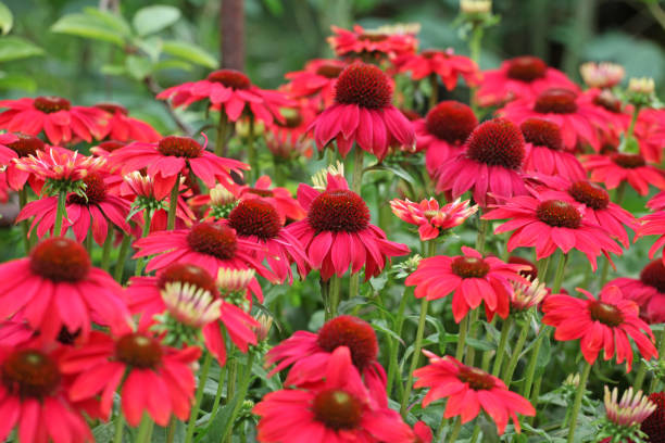 Red Cone Flower Seeds