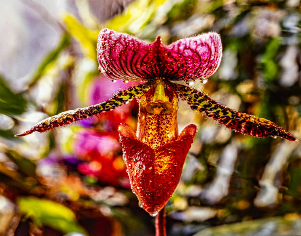 Cypripedioideae Flower Seeds