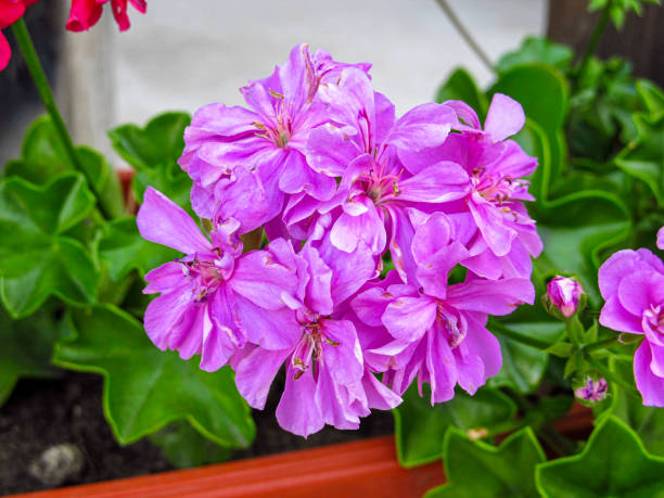 Purple Rozanne Geranium Flower Seeds