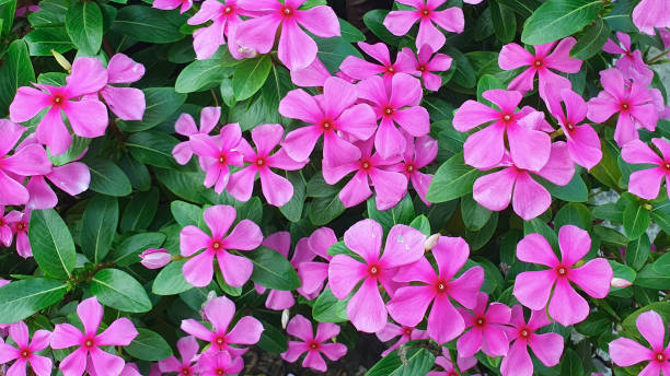 Madagascar Periwinkle Flower Seeds Heirloom Non GMO High Germination Organic - Heirloom Non GMO Premium Garden Seeds for
