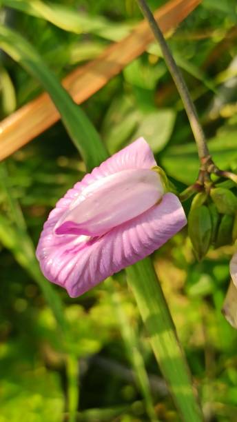 Aparajita Flower Seeds