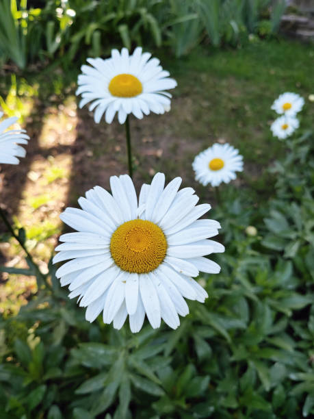 Yellow Daisy Gerbera Flower Seeds - Heirloom Non GMO High Germination Garden Seeds