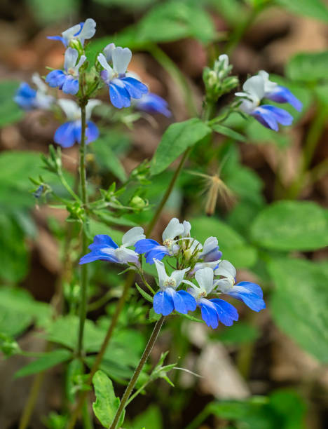 Collinsia Flower Seeds