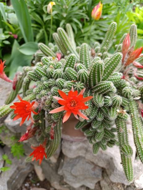 Chamaecereus Flower Seeds