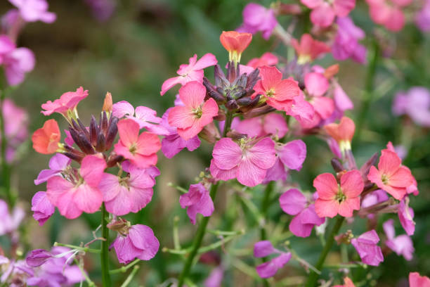 Cheiranthus Flower Seeds