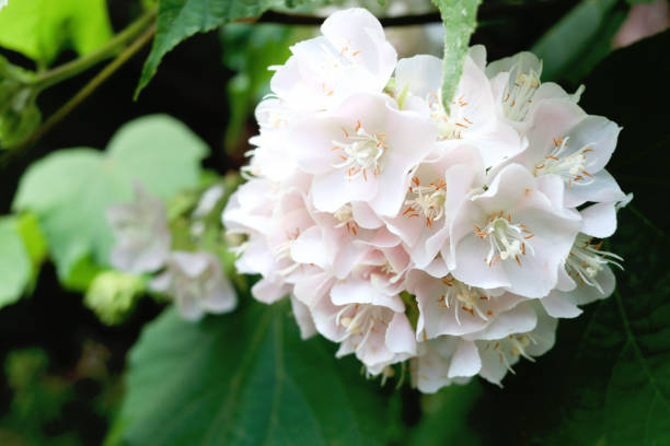 Dombeya Flower Seeds - Heirloom, Non GMO, High Germination, Organic Garden Seeds