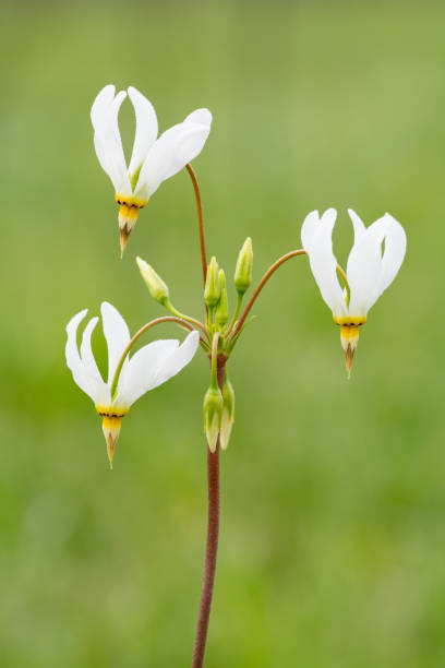 White Dodecatheon Flower Seeds