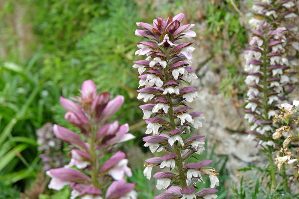 Acanthus Flower Seeds - Heirloom Non GMO High Germination Garden Planting Seeds