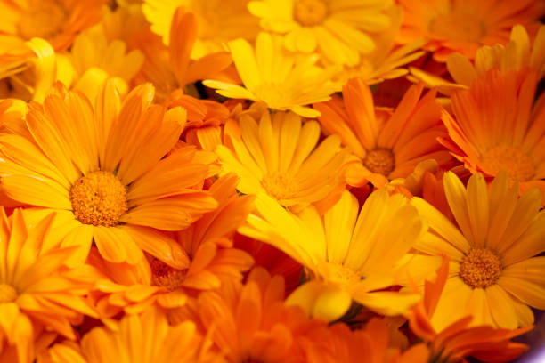 Orange Calendula Flower Seeds - Heirloom Non GMO High Germination Premium Flower Seeds for Home Garden