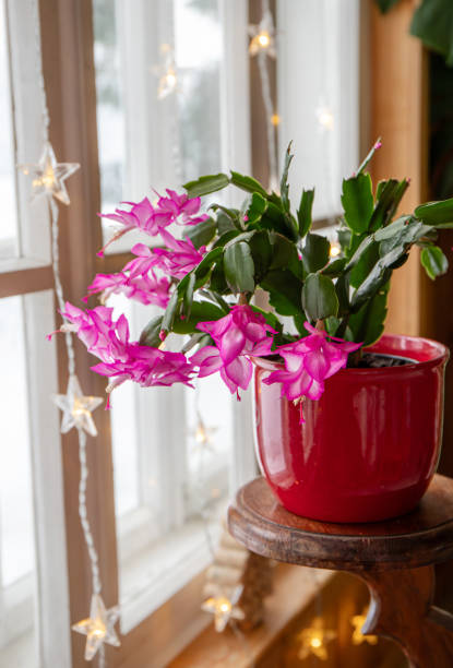 Schlumbergera Flower Seeds - Heirloom Non GMO High Germination Flower Seeds for Home Garden Planting