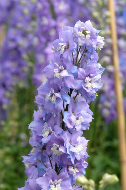 Lavender Delphinium Flower Seeds - Heirloom Non GMO High Germination Flower Seeds for Planting