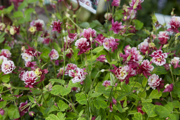 Aquifolium Flower Seeds - Heirloom Non GMO Premium Garden Seeds for Planting