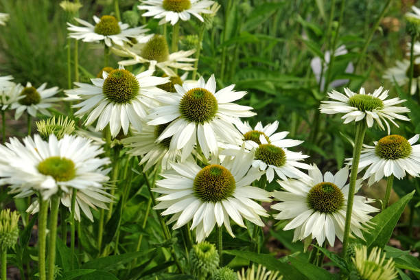Echinacea Flower Seeds - Heirloom Non GMO High Germination Flower Seeds for Home Garden Planting