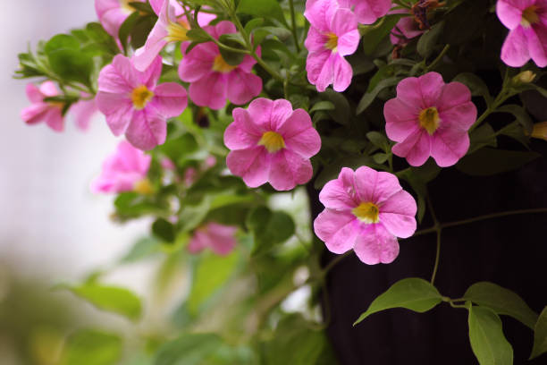 Pink Bacopa Flower Seeds