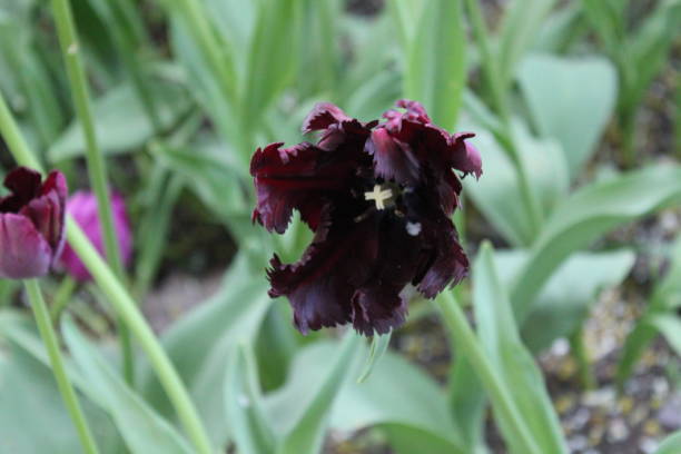 Black Parrot Tulip Flower Seeds 