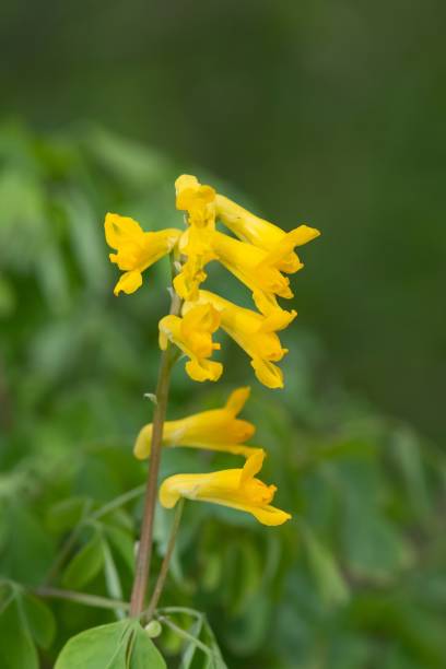 Corydalis Flower Seeds - Heirloom Non GMO High Germination Premium Garden Seeds for Planting
